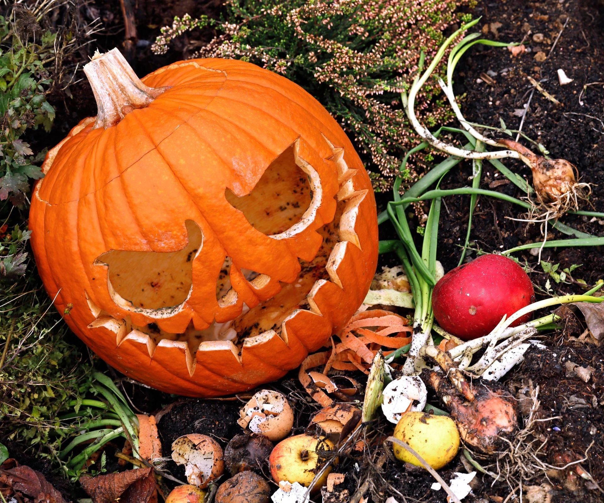 An old jack-o'-lantern sits outdoors, ready for composting or wildlife.