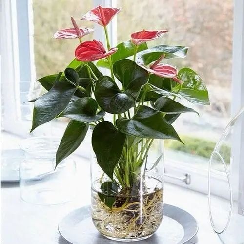 Anthurium plant with large green leaves and a red spathe (flower) growing with roots in water
