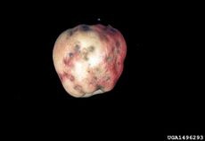 Apple fruit exhibiting external symptoms of bitter pit disorder