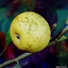 Apple fruit with characteristic spots from apple blotch fungus disease