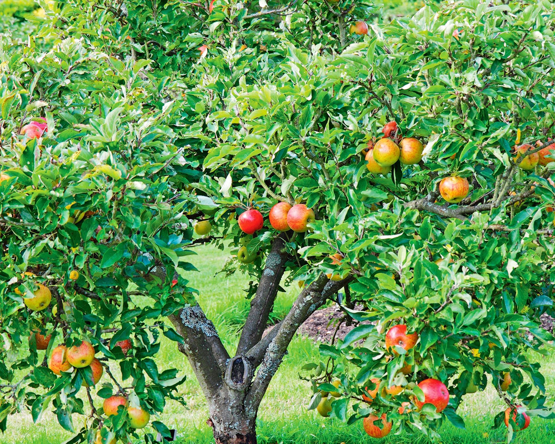 Apple tree branches heavy with ripening red apples