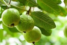 Applying fertilizer around the base of a guava tree