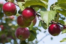 Applying fertilizer around the base of an apple tree for healthy growth