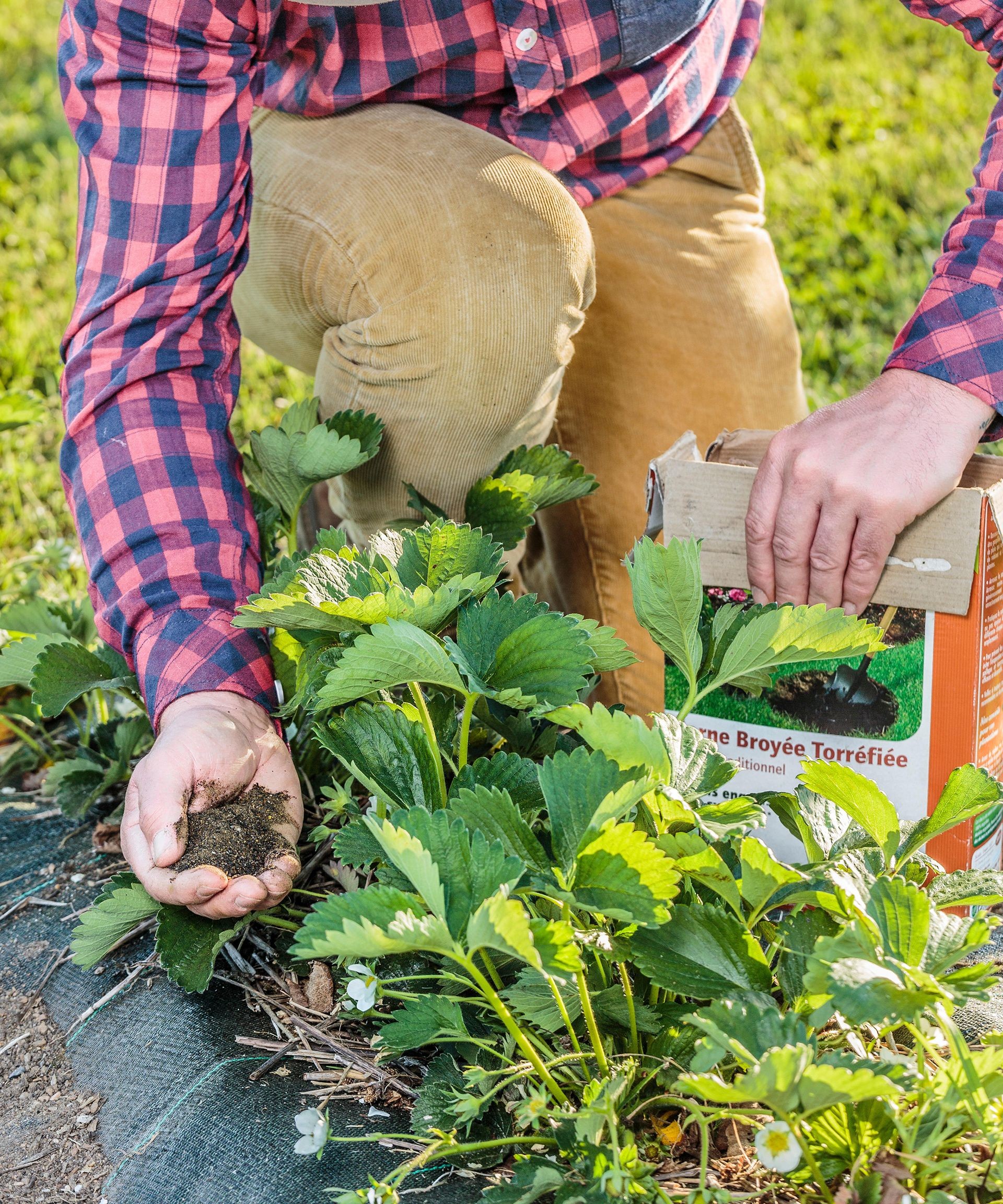 Applying granular fertilizer around the base of strawberry plants