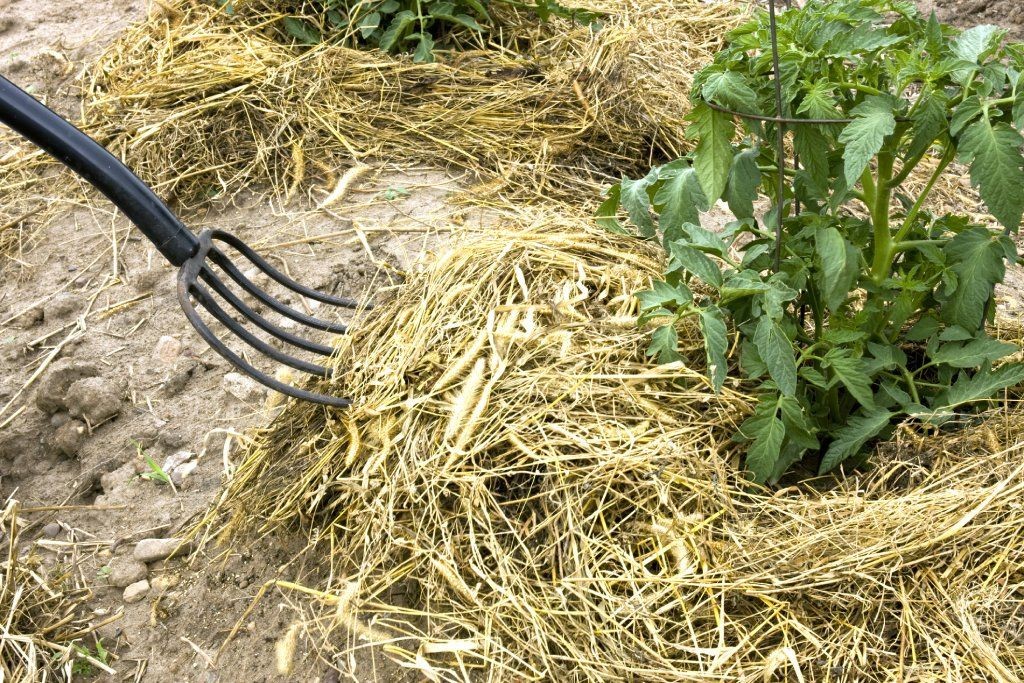 Applying hay mulch around the base of a tomato plant using a pitchfork