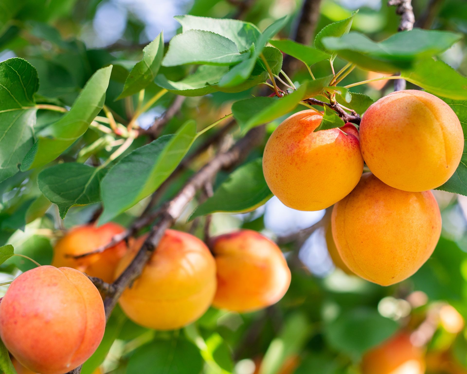 Apricot tree heavily laden with ripening golden fruits