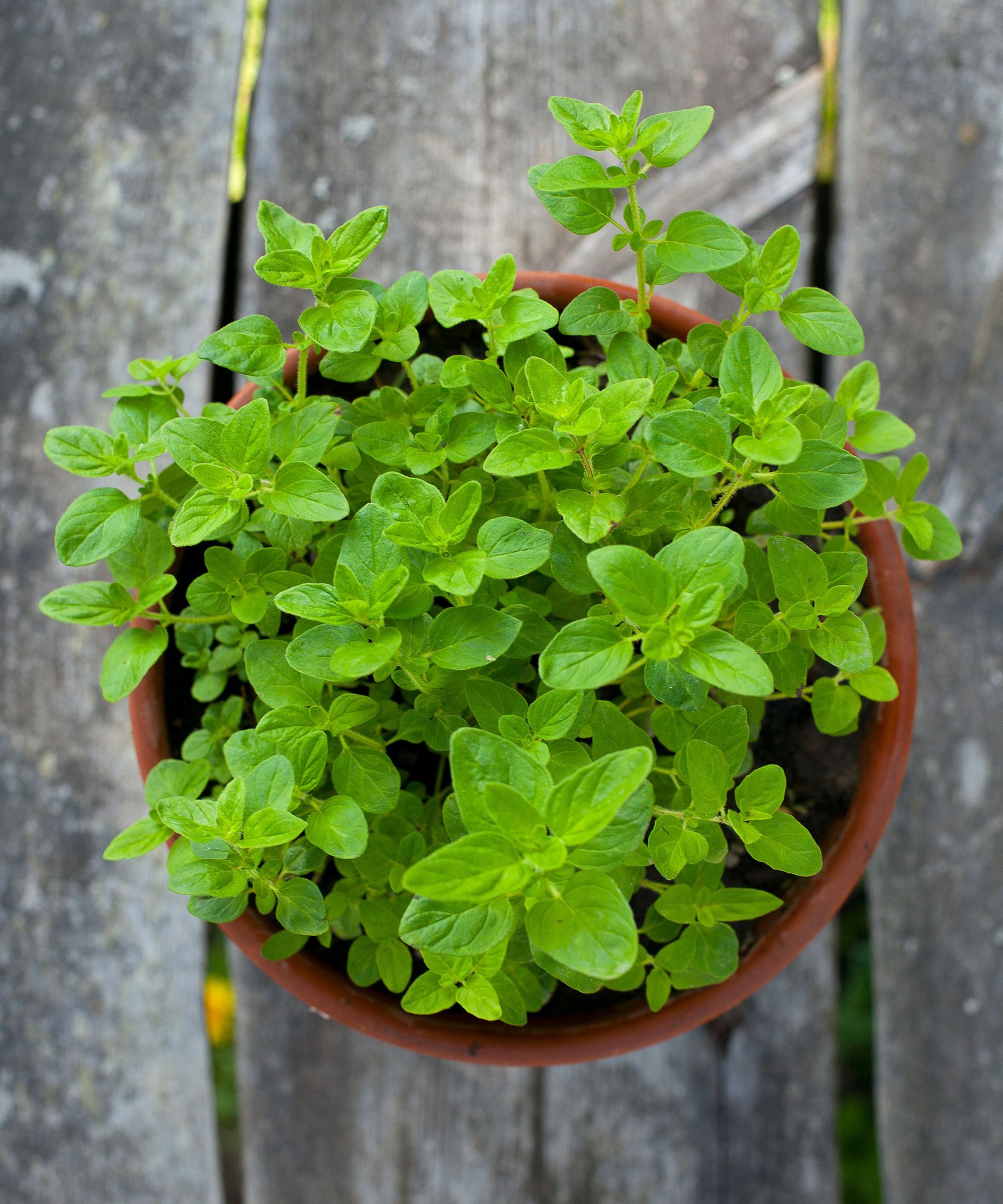Aromatic oregano herb growing in a pot, used in companion planting to help protect tomatoes from pests.