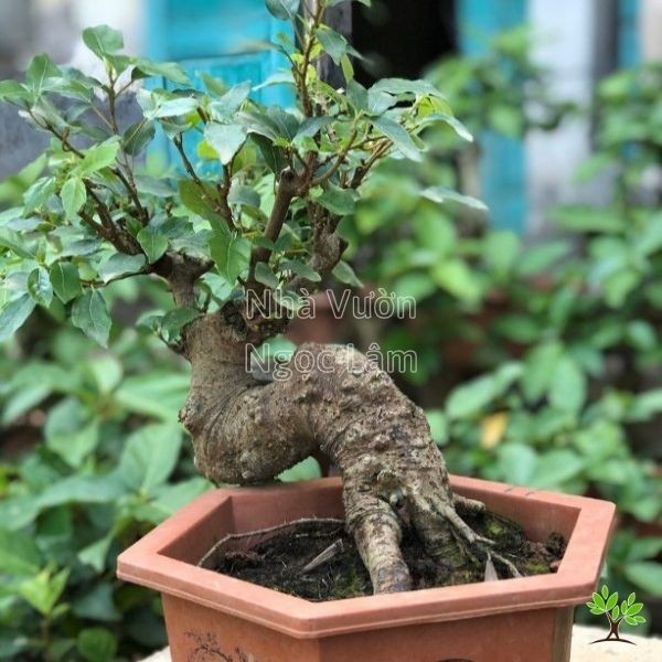 Artfully styled fig tree bonsai with compact foliage and visible trunk movement.