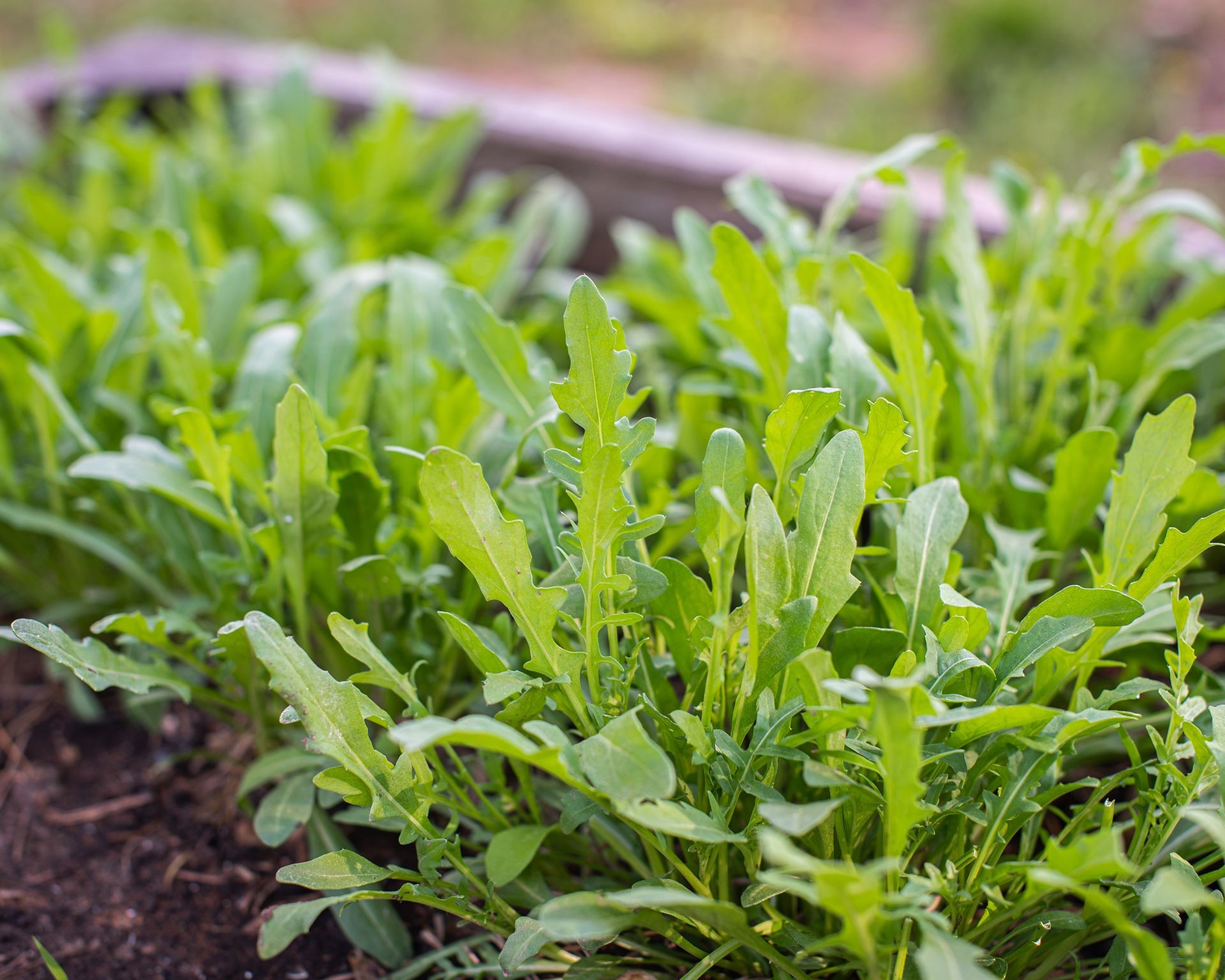 Arugula leaves with their distinctive lobed shape growing in a pot