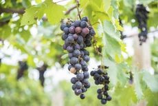 Assortment of different colored and shaped grape varieties displayed together