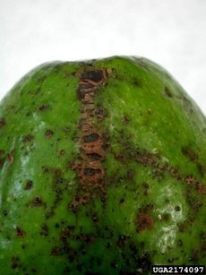 Avocado fruit showing symptoms of scab disease.