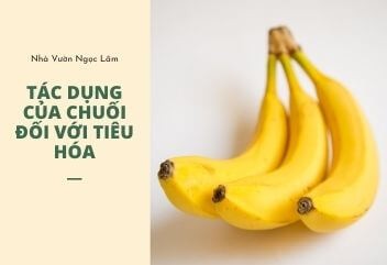 Bananas benefiting digestive system