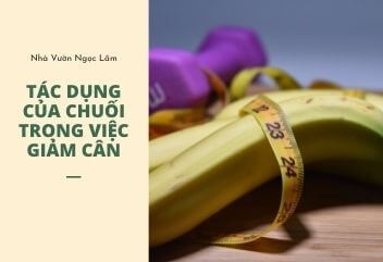 Bananas for weight loss