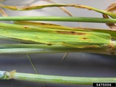 Barley plant with speckled leaf blotch fungal disease, a common challenge for growers.