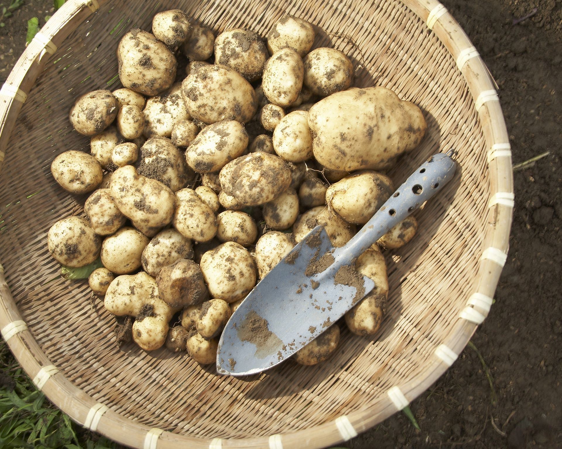 Basket filled with freshly dug up potatoes covered in soil