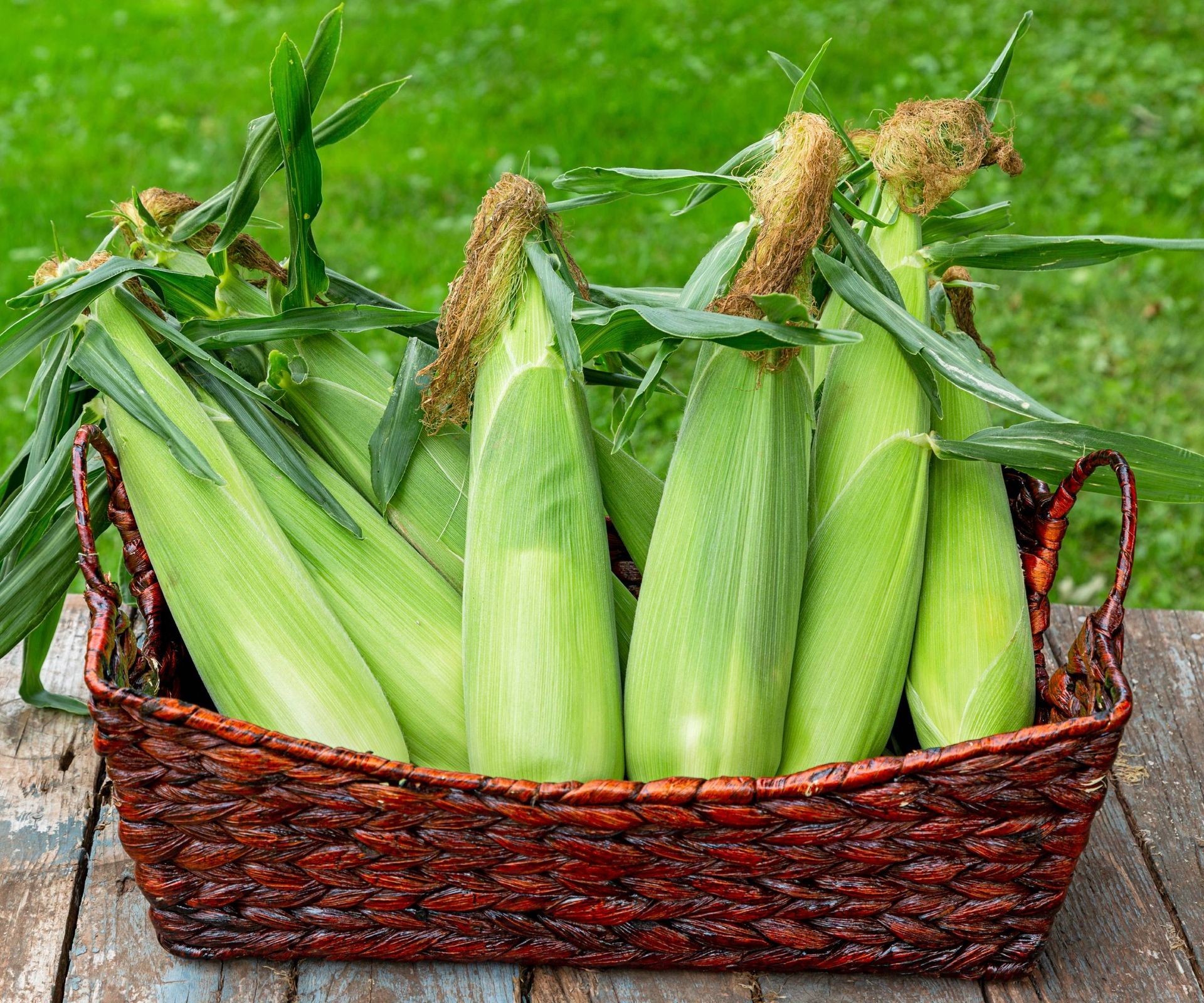 Basket of freshly harvested sweet corn ears