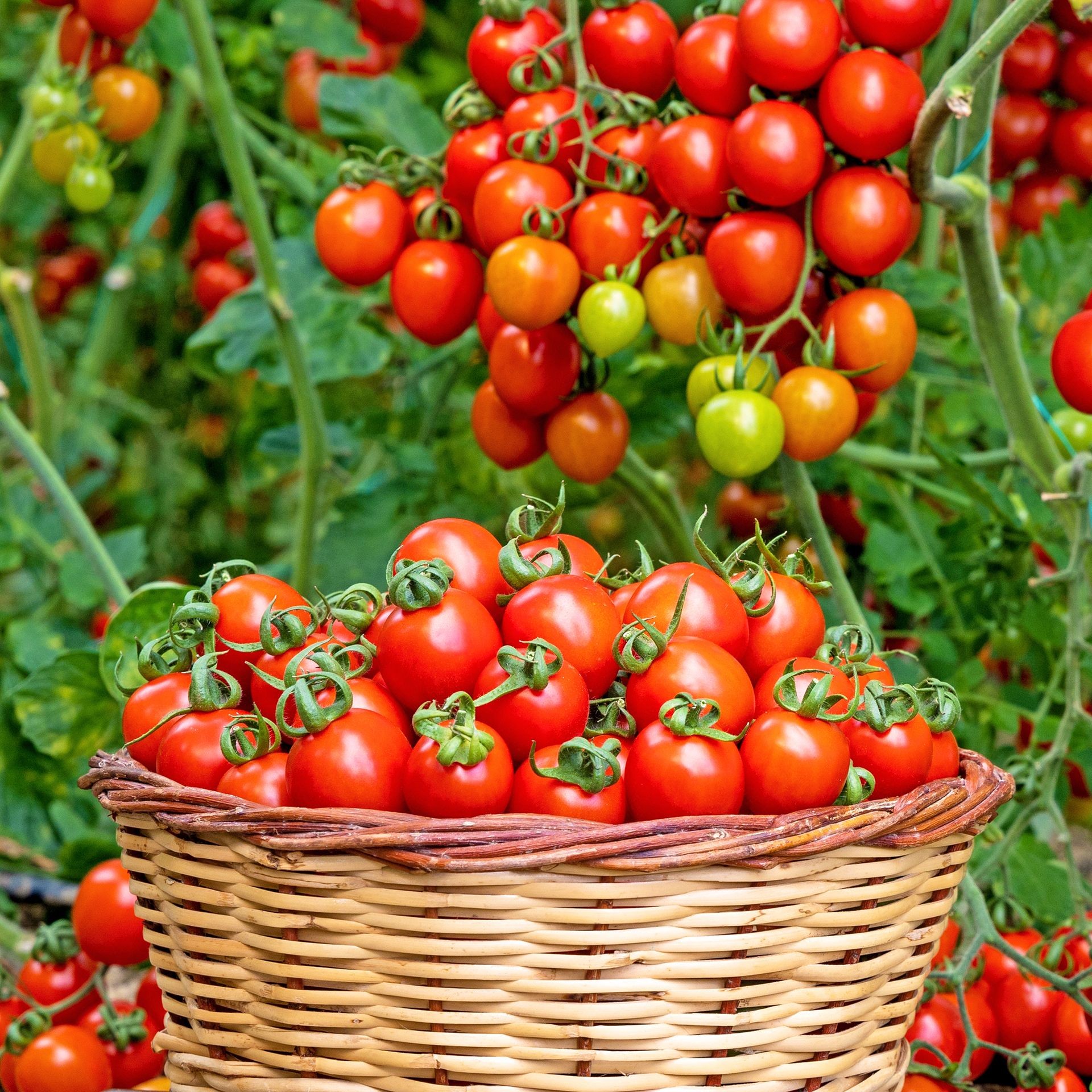 Basket overflowing with a successful harvest of ripe indeterminate tomatoes, illustrating abundant yield