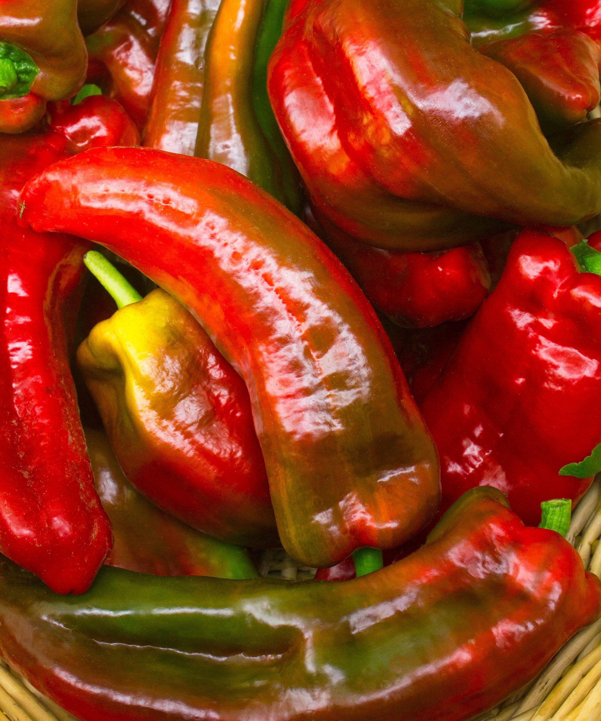 Basket overflowing with freshly harvested red and yellow Marconi peppers