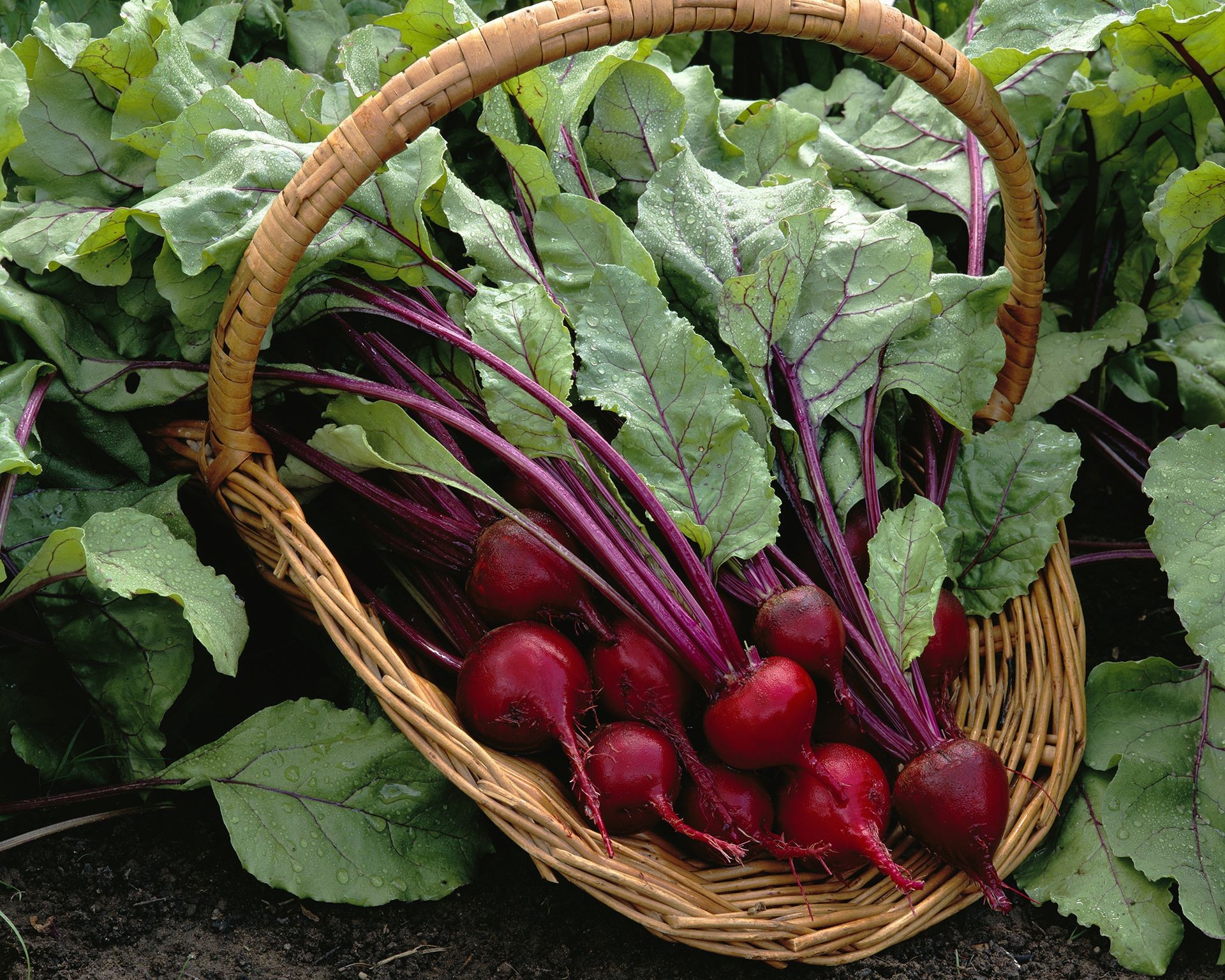 Basket overflowing with freshly harvested red beets and their green tops