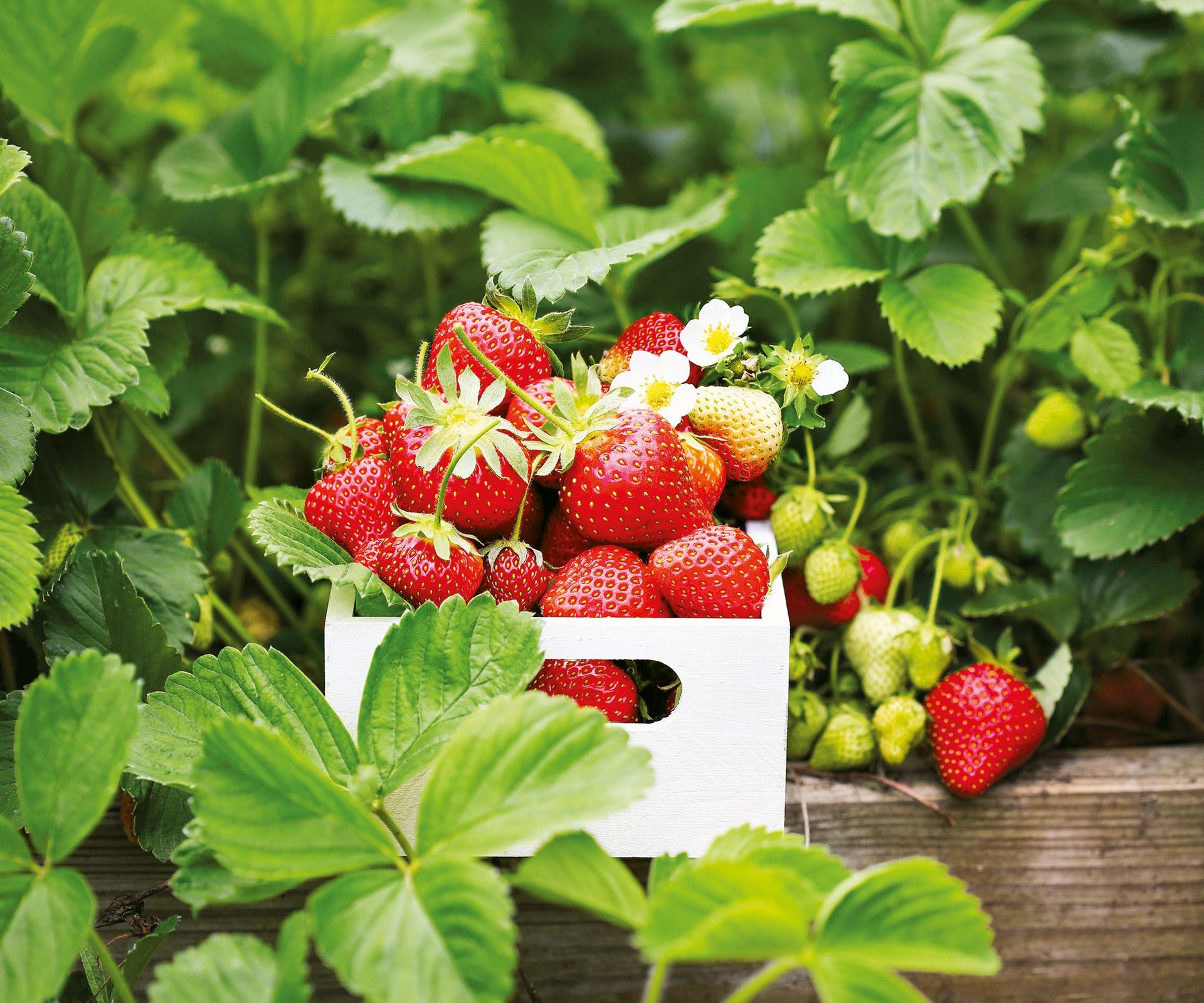 Basket overflowing with freshly harvested ripe red strawberries