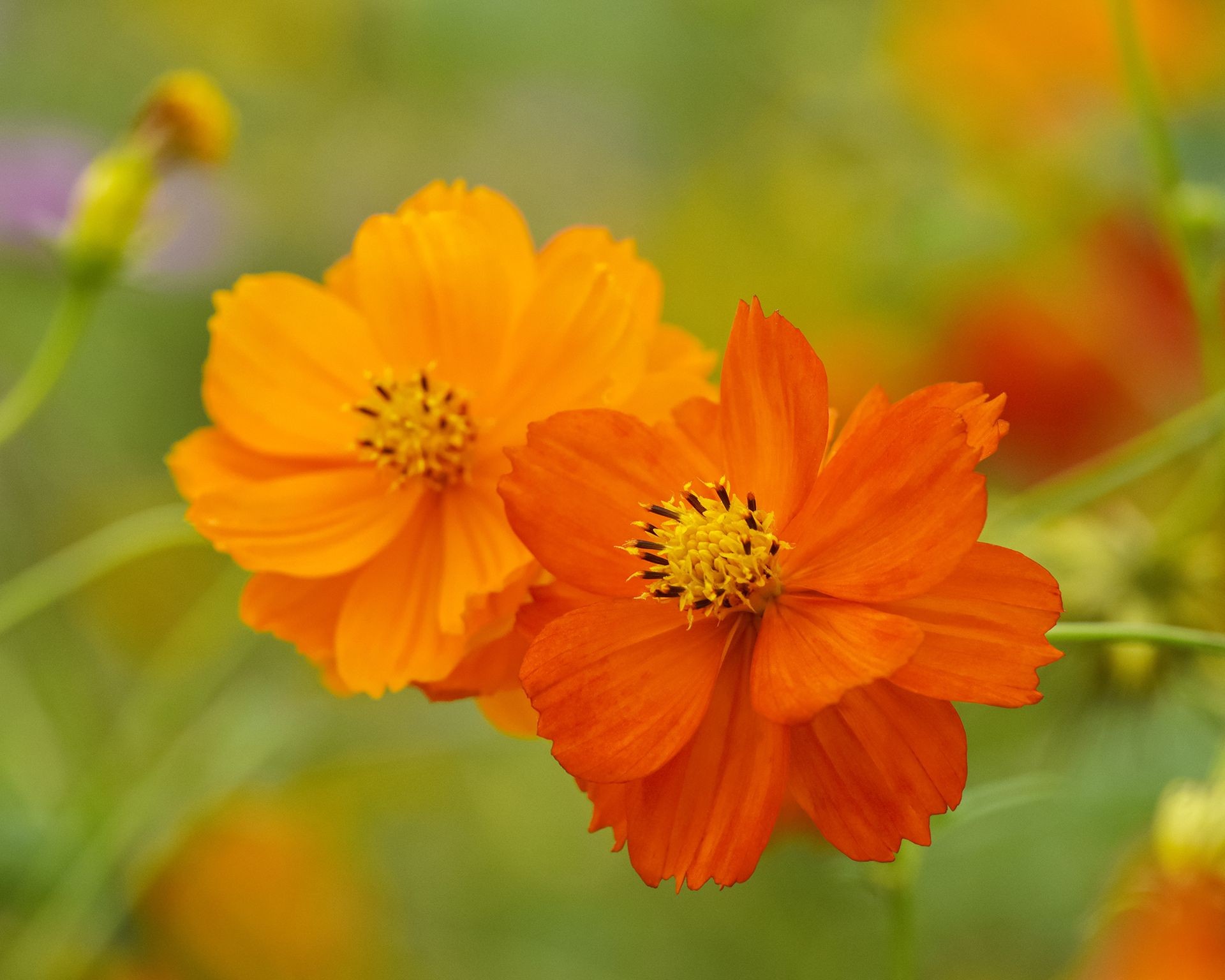 Beautiful orange cosmos flowers attracting beneficial predator insects like green lacewings to protect tomatoes.