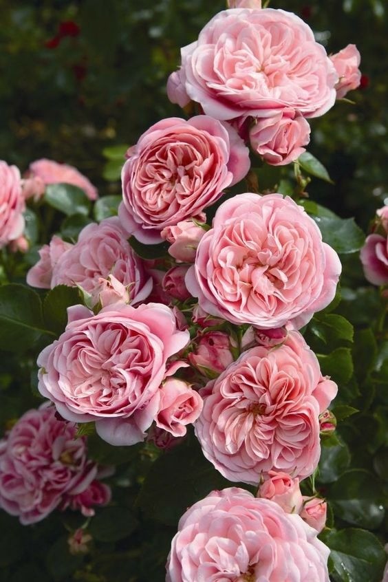 Beautiful pink Climbing Roses (Hoa Hồng Leo) covering a wall, creating a vibrant and fragrant display.