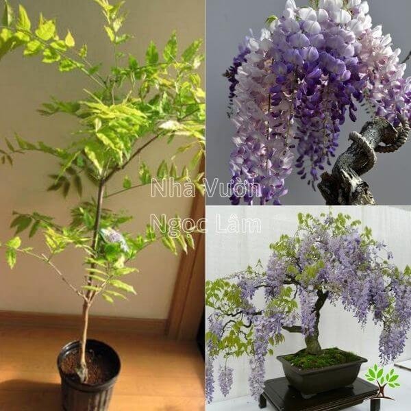 Beautiful purple Wisteria flower clusters hanging from a trellis.