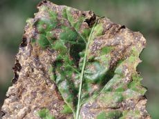 Beet leaf displaying distinctive circular spots indicative of cercospora leaf spot disease