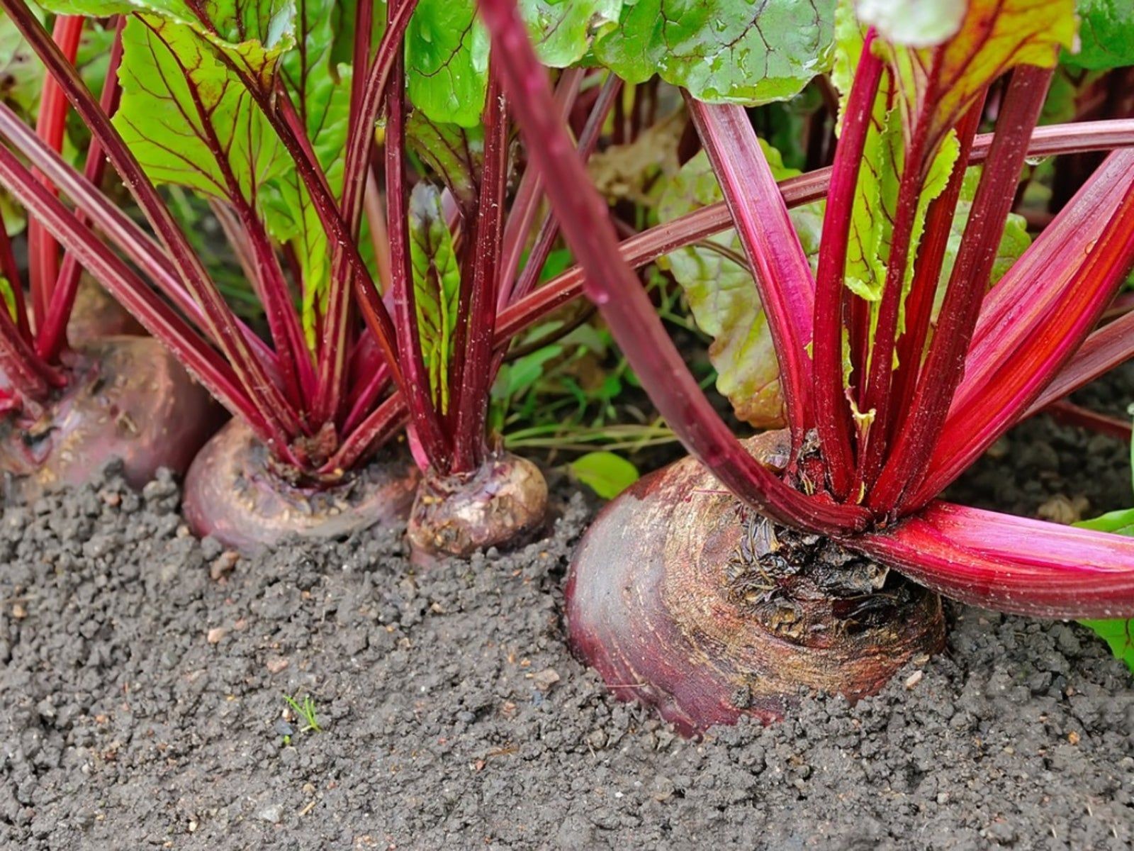 Beet leaves covered in white, powdery growth from powdery mildew fungal infection