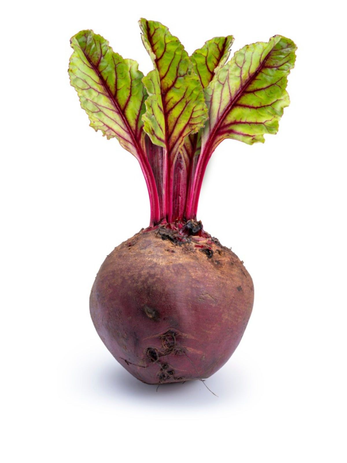 Beet top placed in water, showing new leaf growth for regrowing greens
