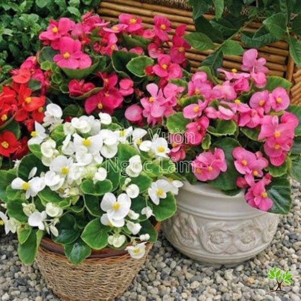 Begonia flowers with spotted leaves in a pot