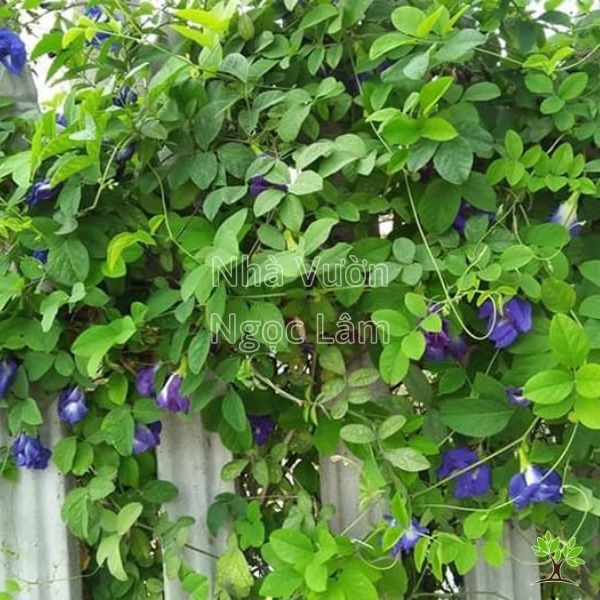 Blue Butterfly Pea flowers
