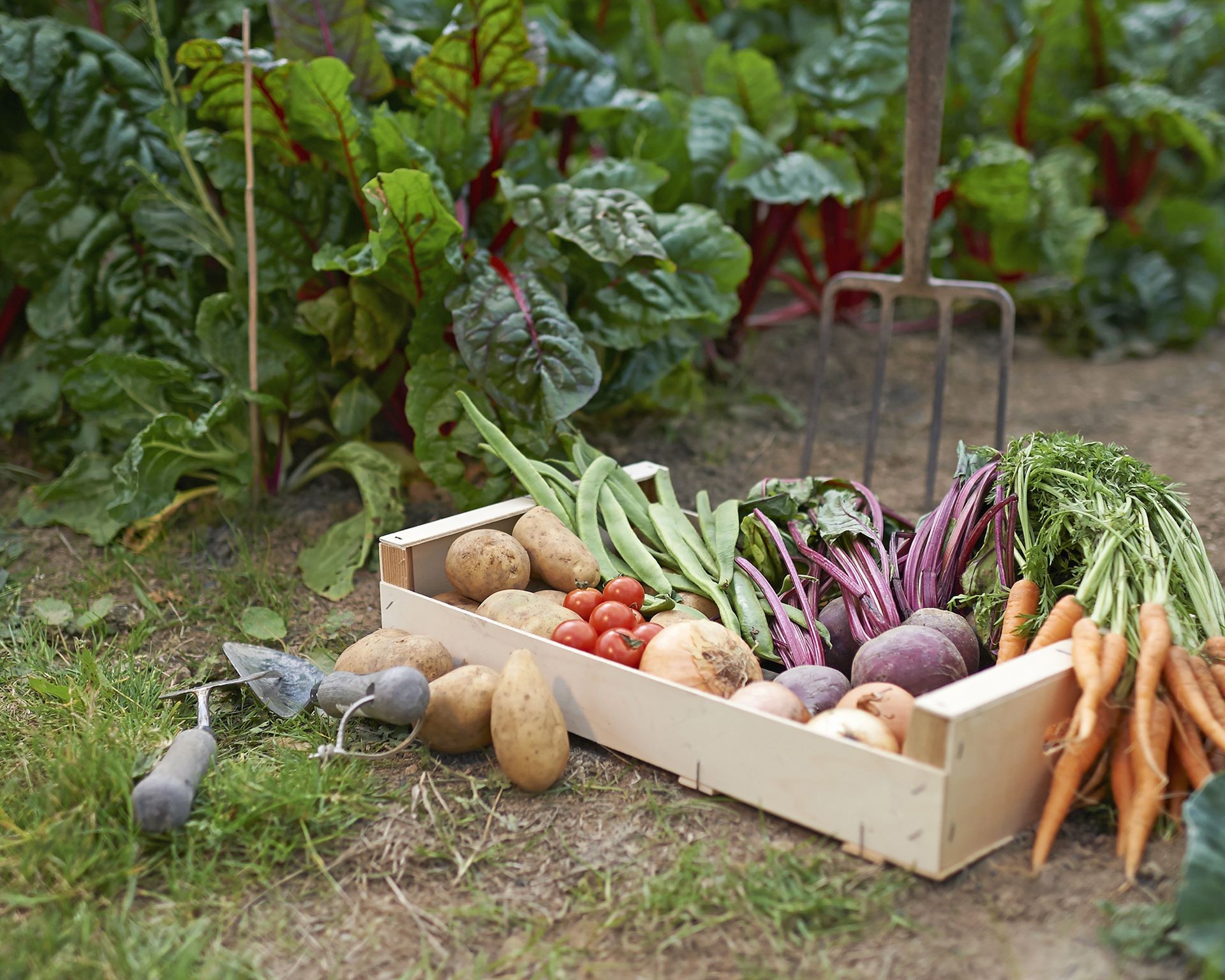 Bountiful harvest of various home-grown vegetables in a wooden crate, illustrating the rewarding results of careful planning and avoiding incompatible plant combinations.