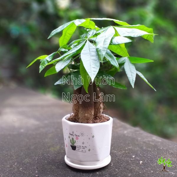 Braided Money Tree with lush green leaves