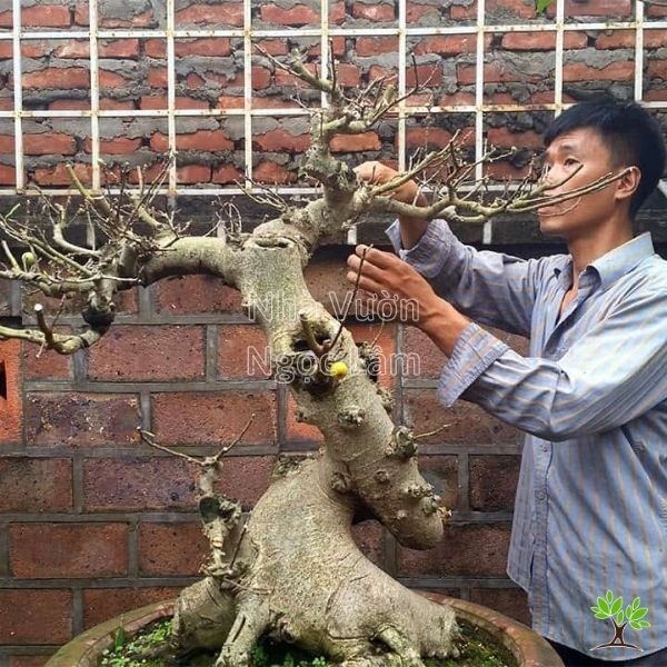 Branch bending technique on a fig tree trunk for bonsai styling.