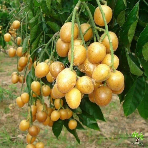 Branch of a Kumquat tree laden with small, oval yellow fruits