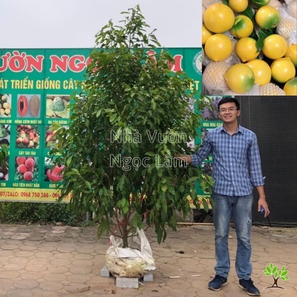 Branch of Golden Star Apple tree with yellow fruit