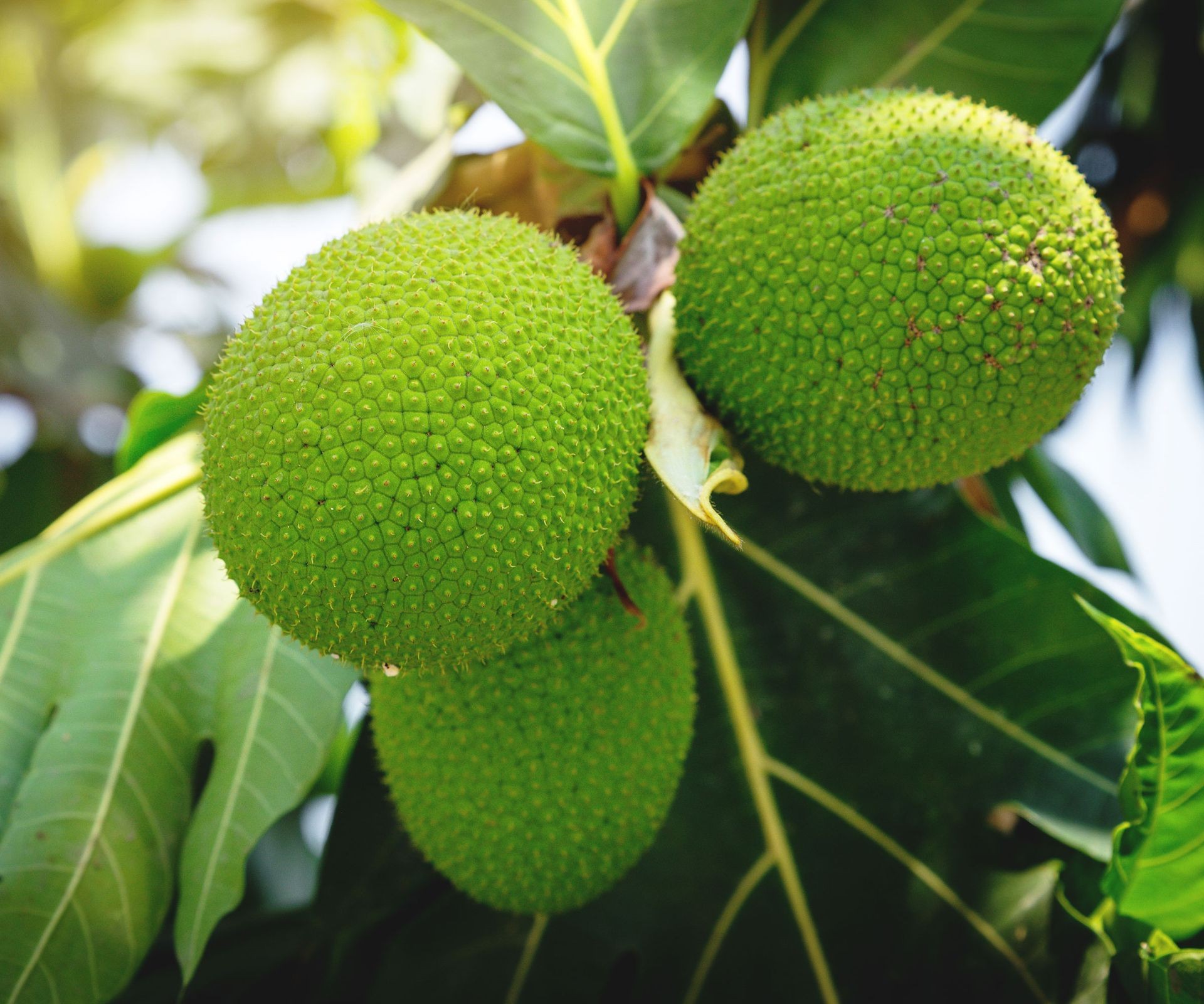breadfruit growing on tree