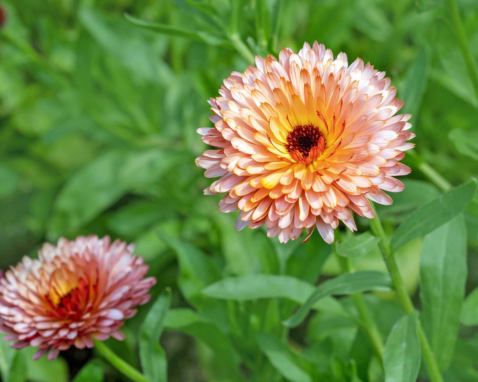 Bright orange calendula flowers blooming in a garden bed, known for deterring tomato pests.