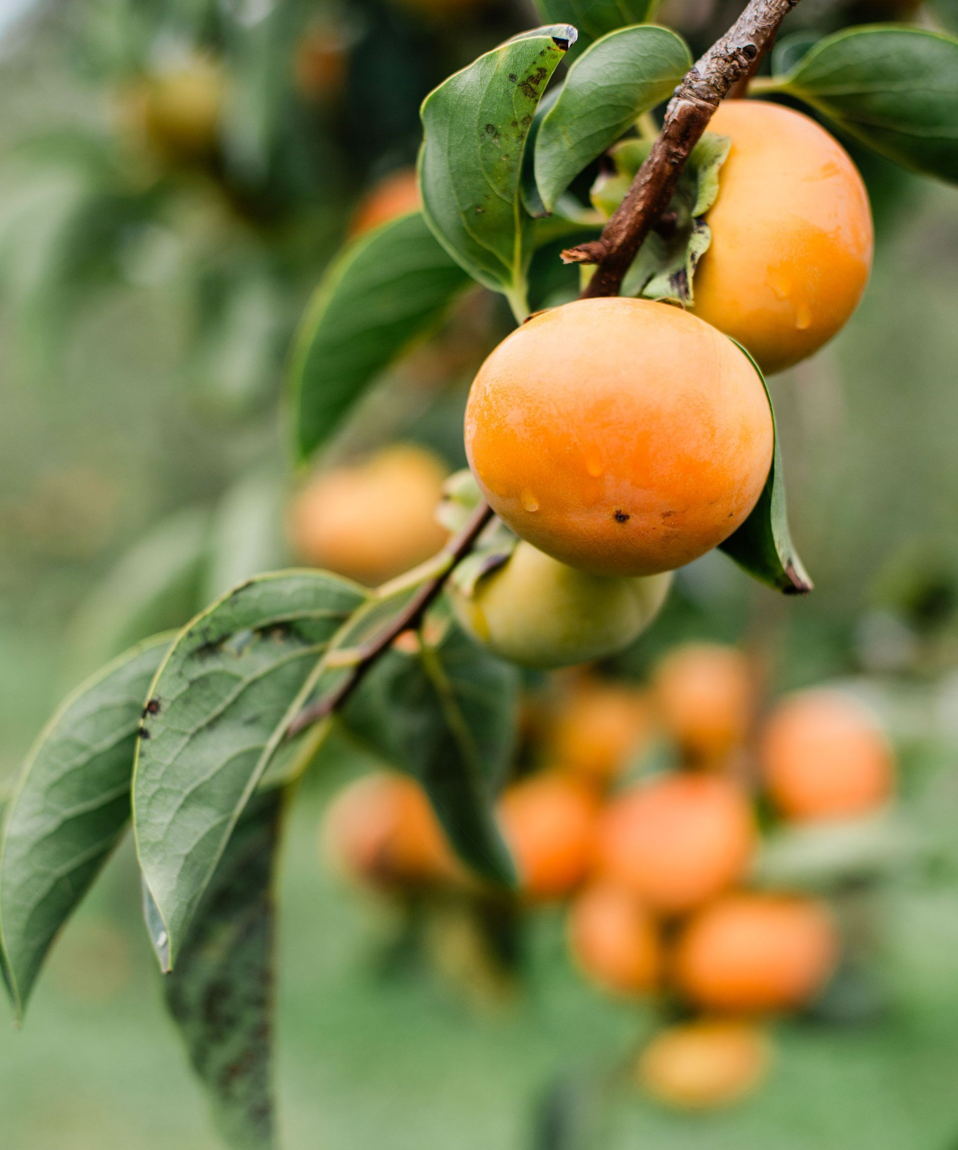 Bright orange Fuyu persimmon fruit ripening on a branch in autumn.