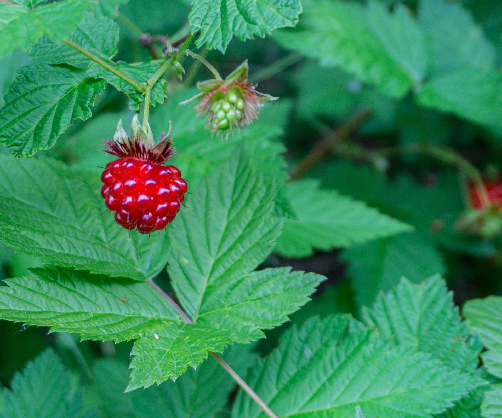 Bright orange-yellow salmonberries cling to the branches of a native shrub in a shaded woodland setting