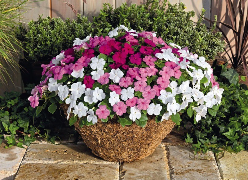 Bright pink and red impatiens flowers blooming profusely in a garden bed, promising continuous color.