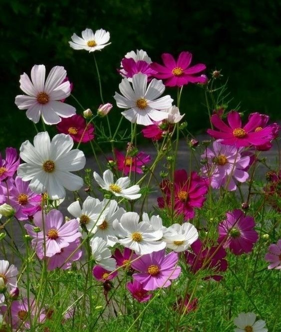 Bright pink and white Cosmos flowers with yellow centers in a garden bed, showing their cheerful appearance.