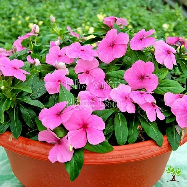Bright pink and white Vinca flowers blooming profusely in a pot, a drought-tolerant balcony plant