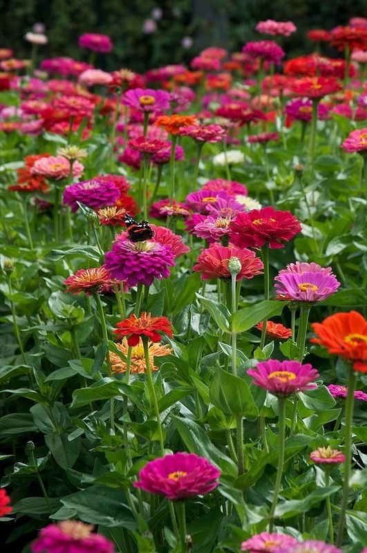 Bright pink zinnia flowers with layered petals, a cheerful addition to a sunny garden.