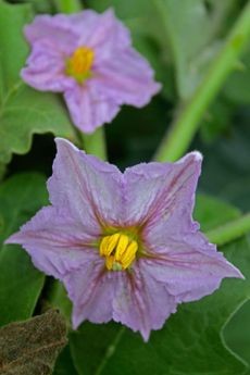 Bright purple eggplant flowers ready for pollination