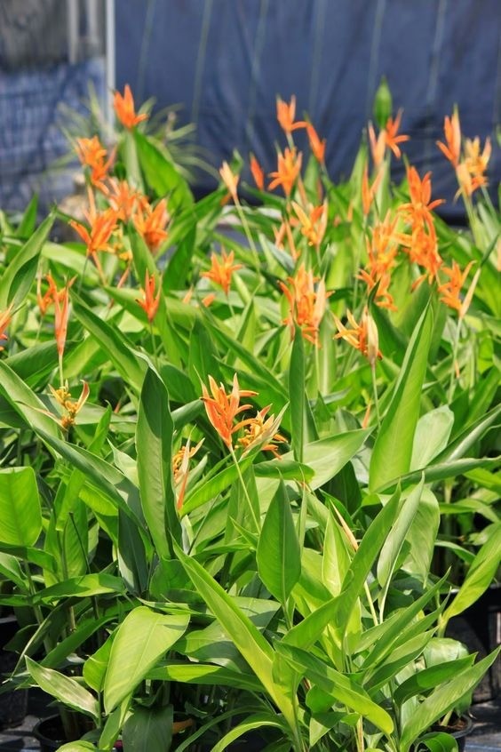 Bright red and yellow 'lobster claw' bracts of a Heliconia plant, showcasing its tropical beauty.