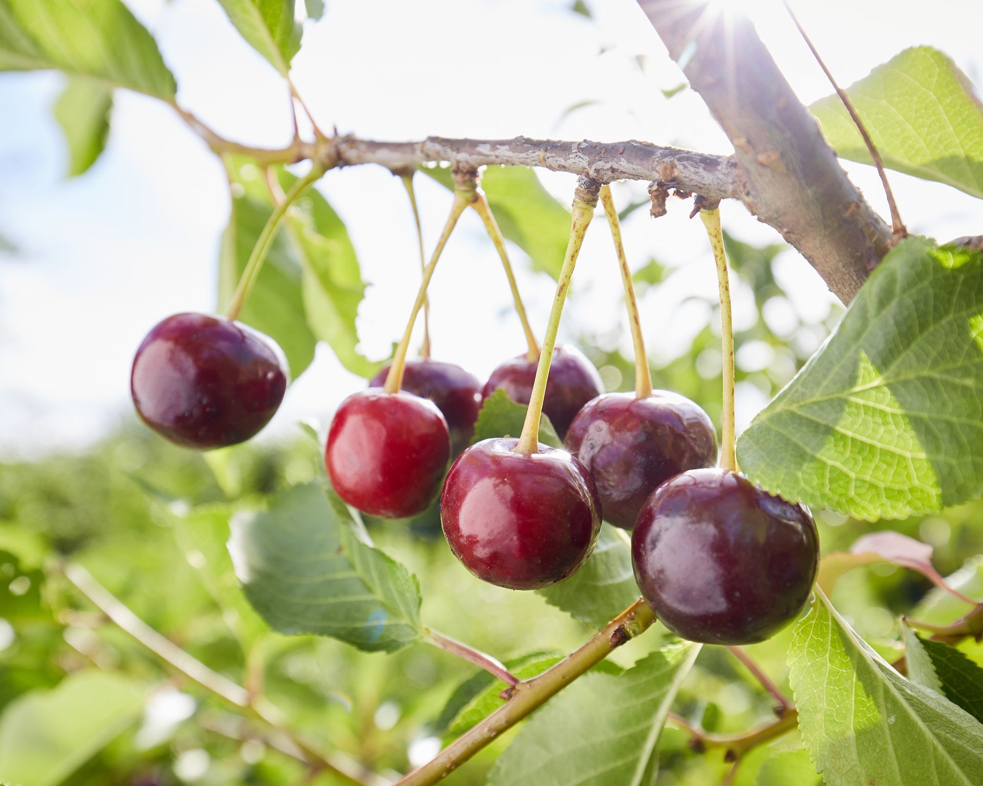 Bright red cherries ripening on a cherry tree
