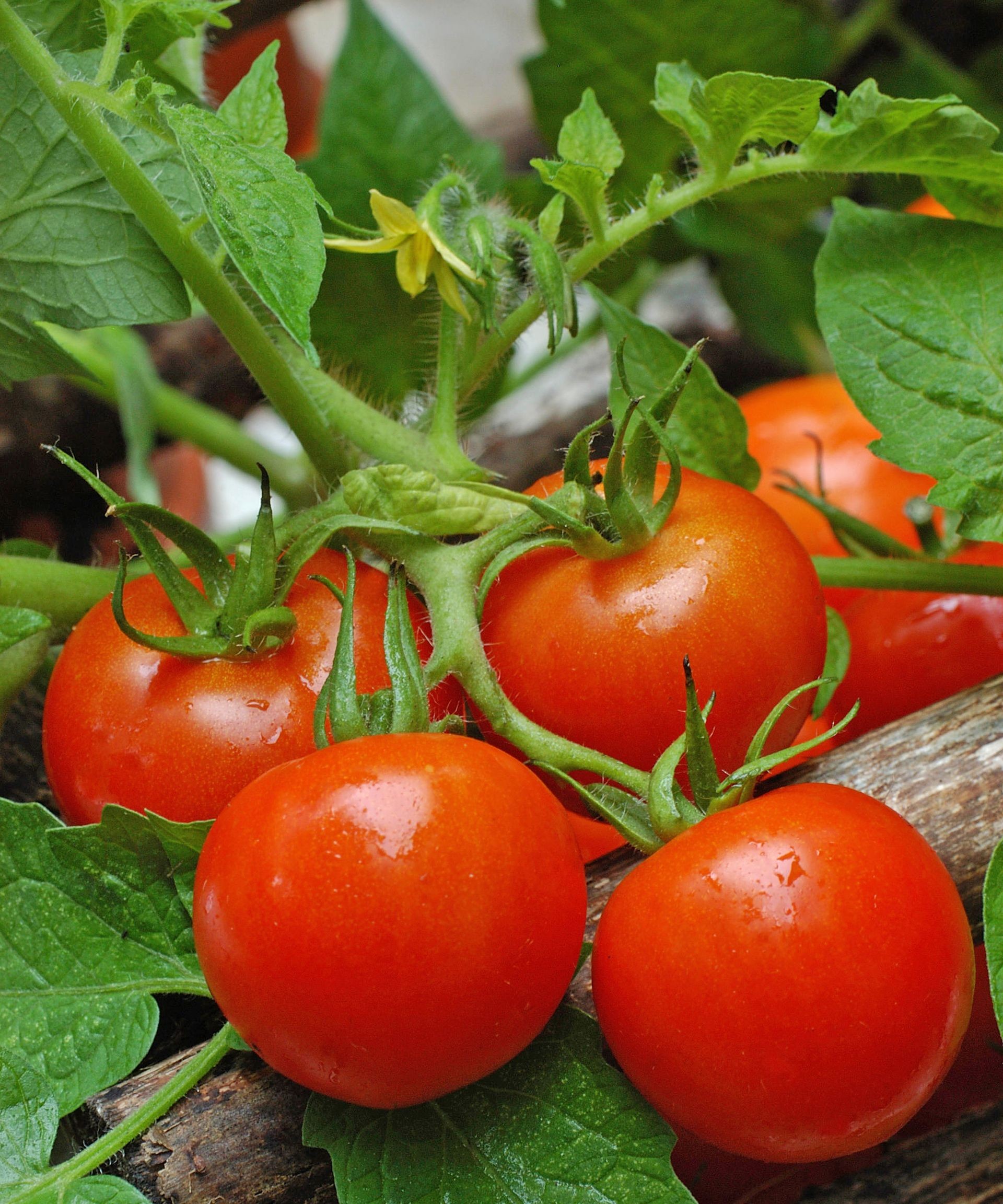 Bright red Fourth of July tomatoes on the vine, promising an early harvest perfect for slicing around mid-summer.