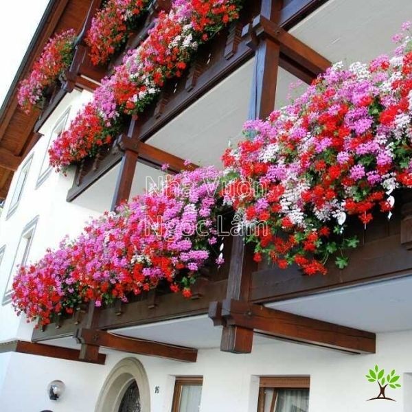 Bright red Geranium flowers in pots